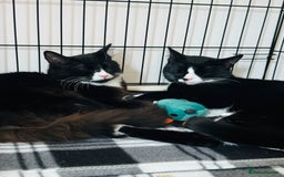 Domestic Shorthair cats for adoption: Bonded Pair  in Romford - Image 2