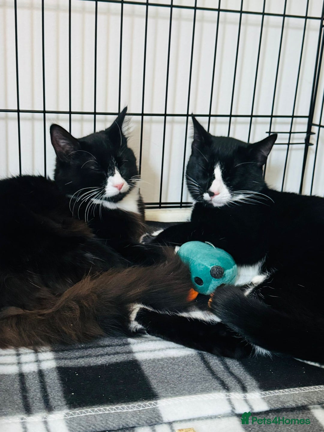 Domestic Shorthair cats for adoption: Bonded Pair  in Romford - Image 2