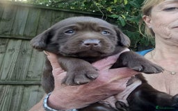 Labrador Retriever dogs for sale: Beautiful Chocolate Labrador Puppies. - Image 9