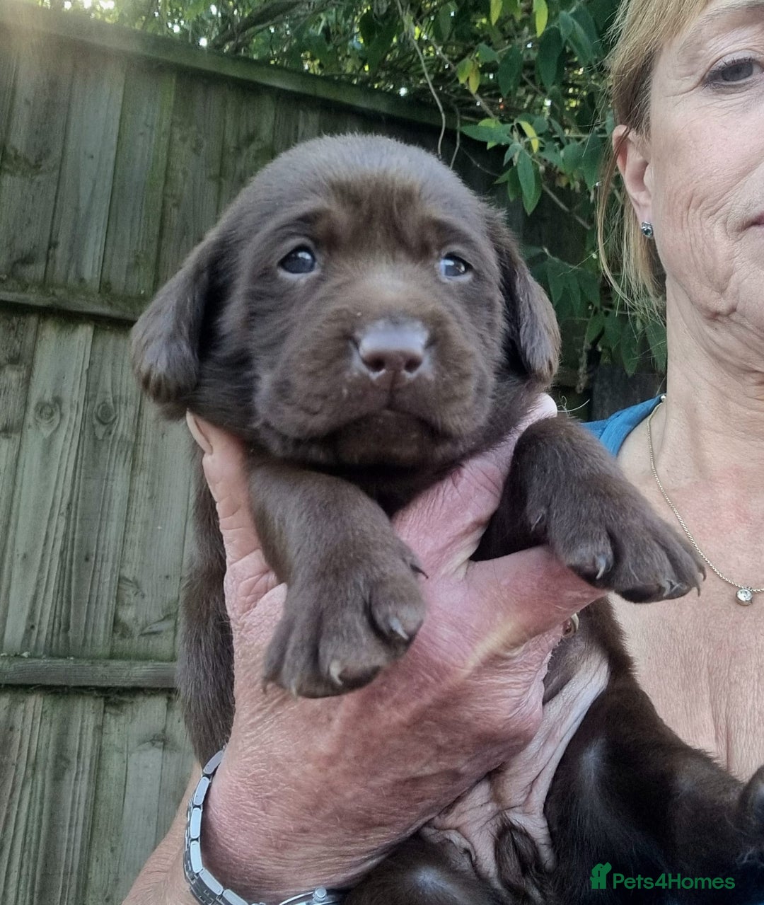 Labrador Retriever dogs for sale: Beautiful Chocolate Labrador Puppies. - Image 9