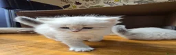Siberian cats for sale: 4 Siberian Neva Masquerade kittens for seal - Advert 2