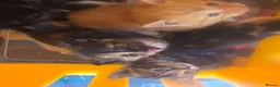Mixed Breed cats for sale: Little kittens  - Advert 17