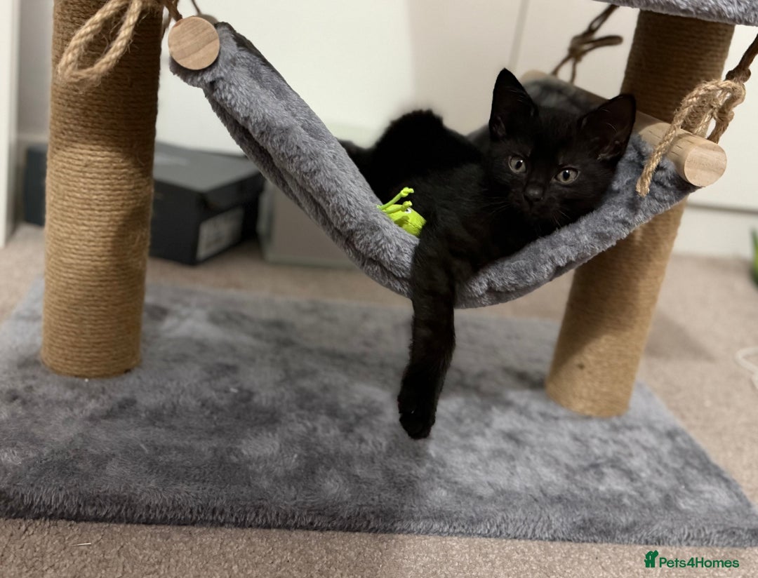 Mixed Breed cats for sale: Kitten  - Advert 1