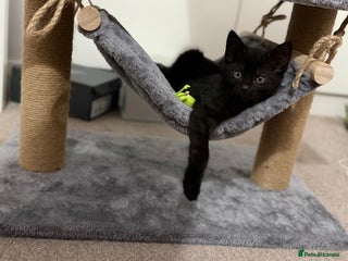 Mixed Breed cats Kitten - Advert 1