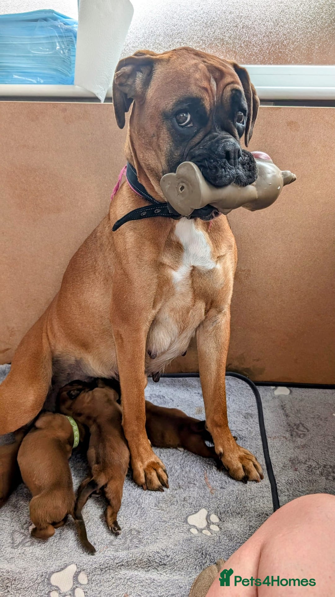 Mixed Breed dogs for sale: Boxer X Dogue De Bordeux Puppies - Image 7
