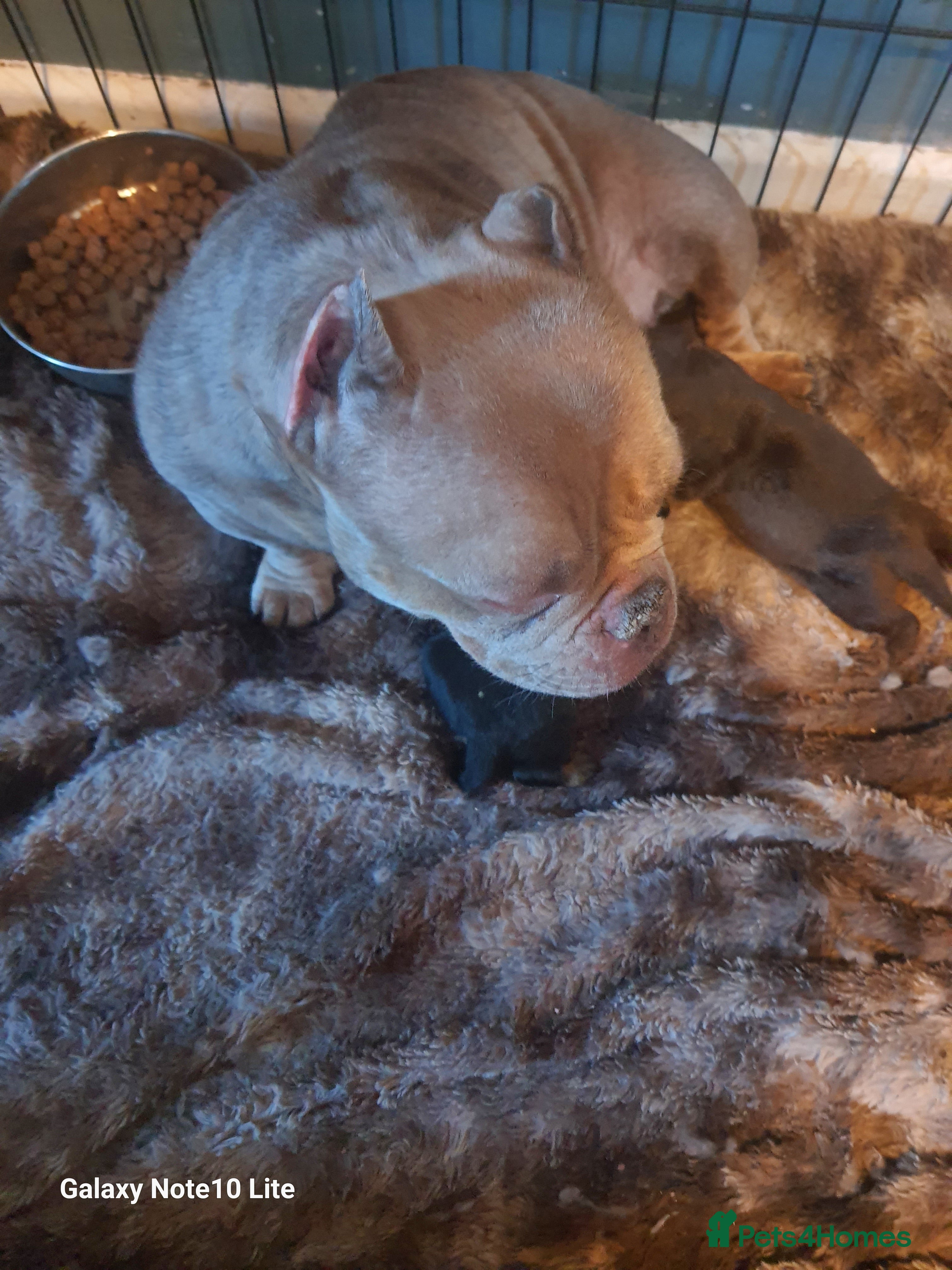 Mixed Breed dogs Boodle puppies - Advert 3