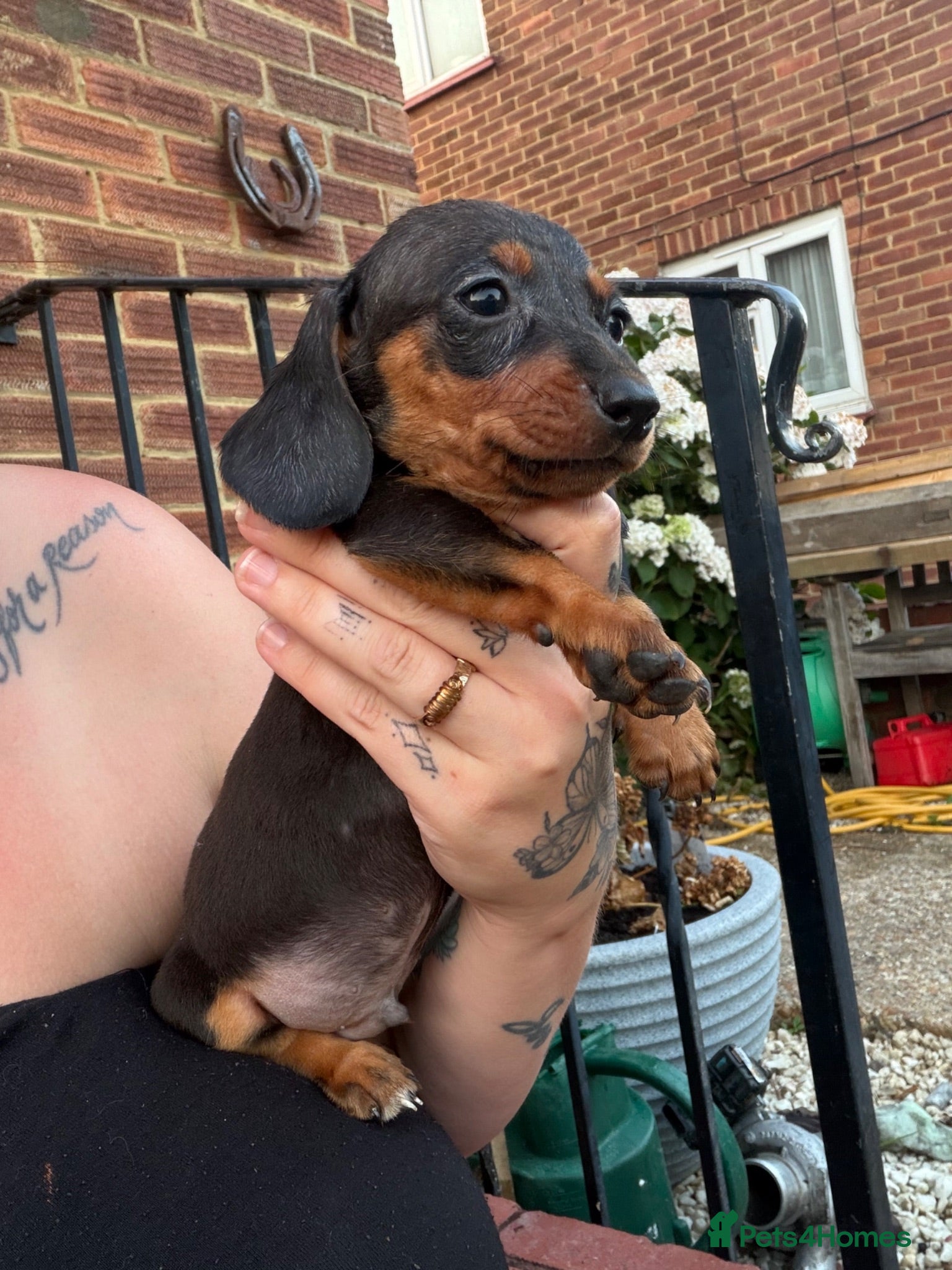 Dachshund dogs Stunning dachshund babies  - Advert 12