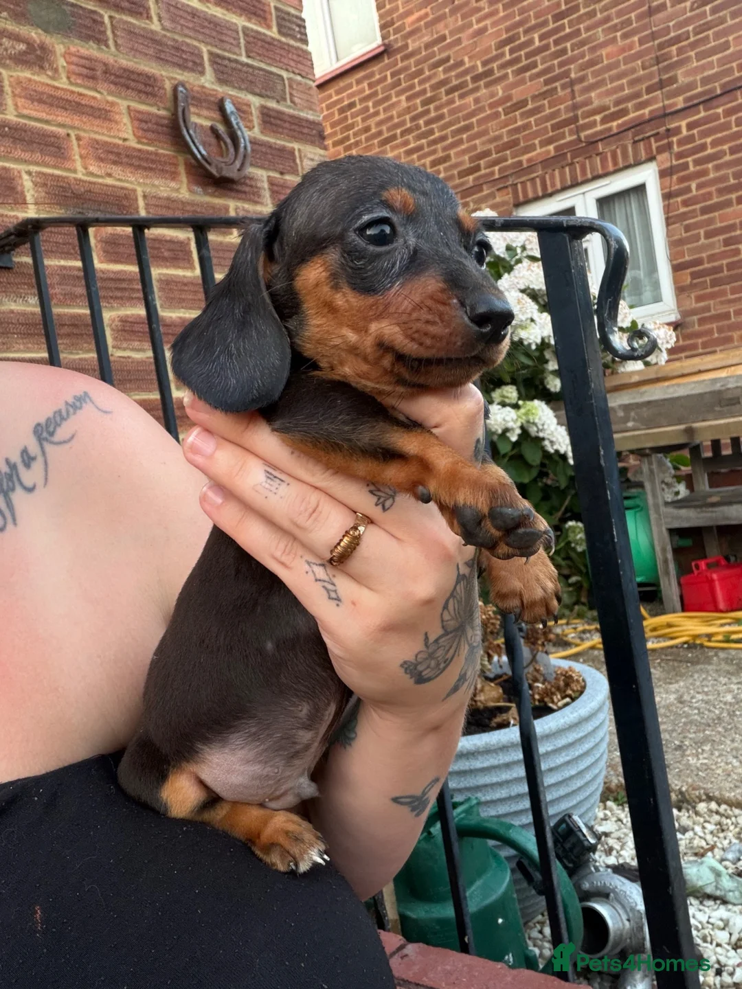 Dachshund dogs for sale: Stunning dachshund babies  - Advert 1