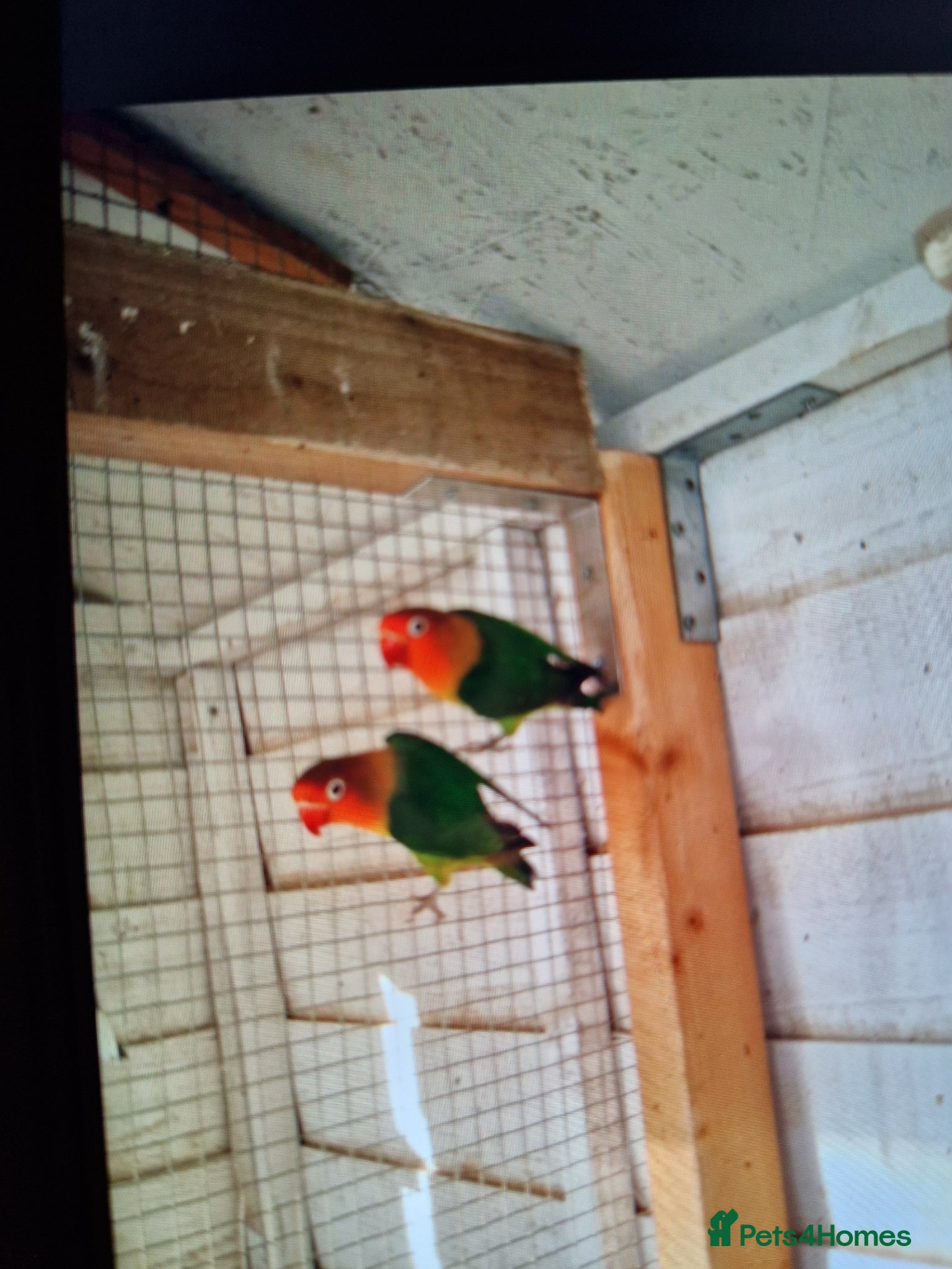 Lovebirds birds Love birds  - Advert 8