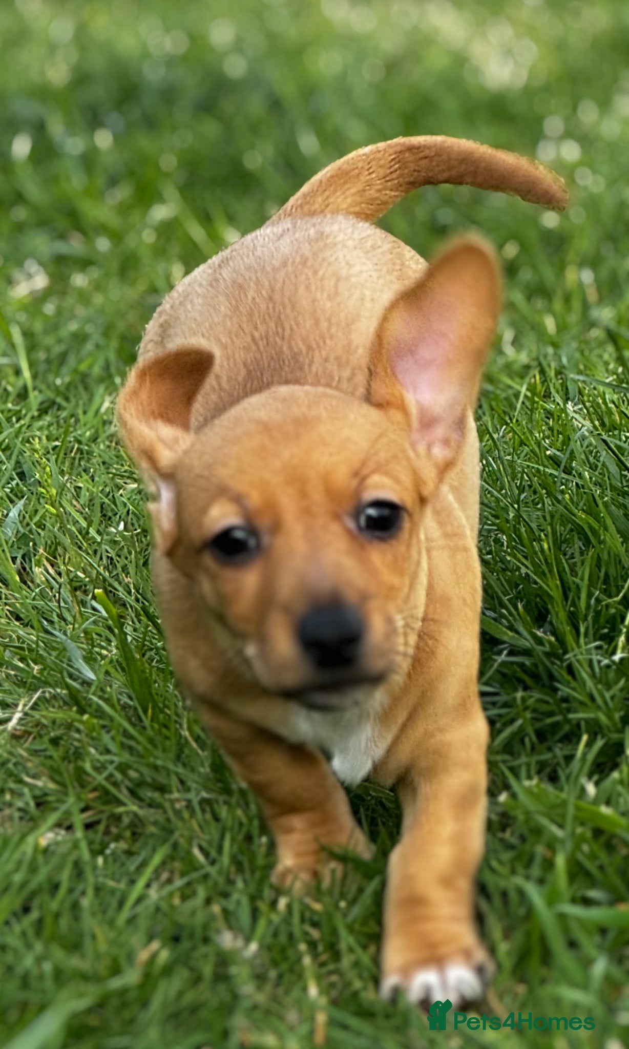 Jackshund dogs Jackshund male puppy - Advert 1