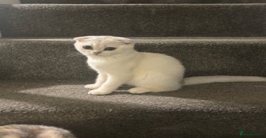 Scottish Fold cats - Advert 2