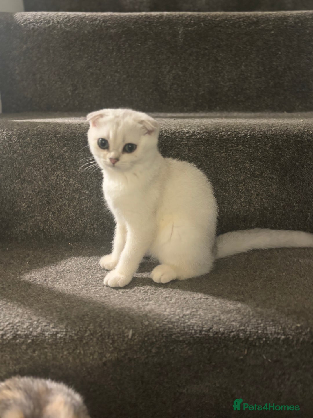 Scottish Fold cats for sale: SCOTTISH FOLD FEMALE KITTENS - Image 3