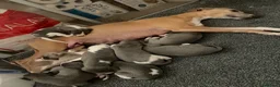 Whippet dogs for sale: Stunning Blue whippet bitch puppy for sale  - Advert 3