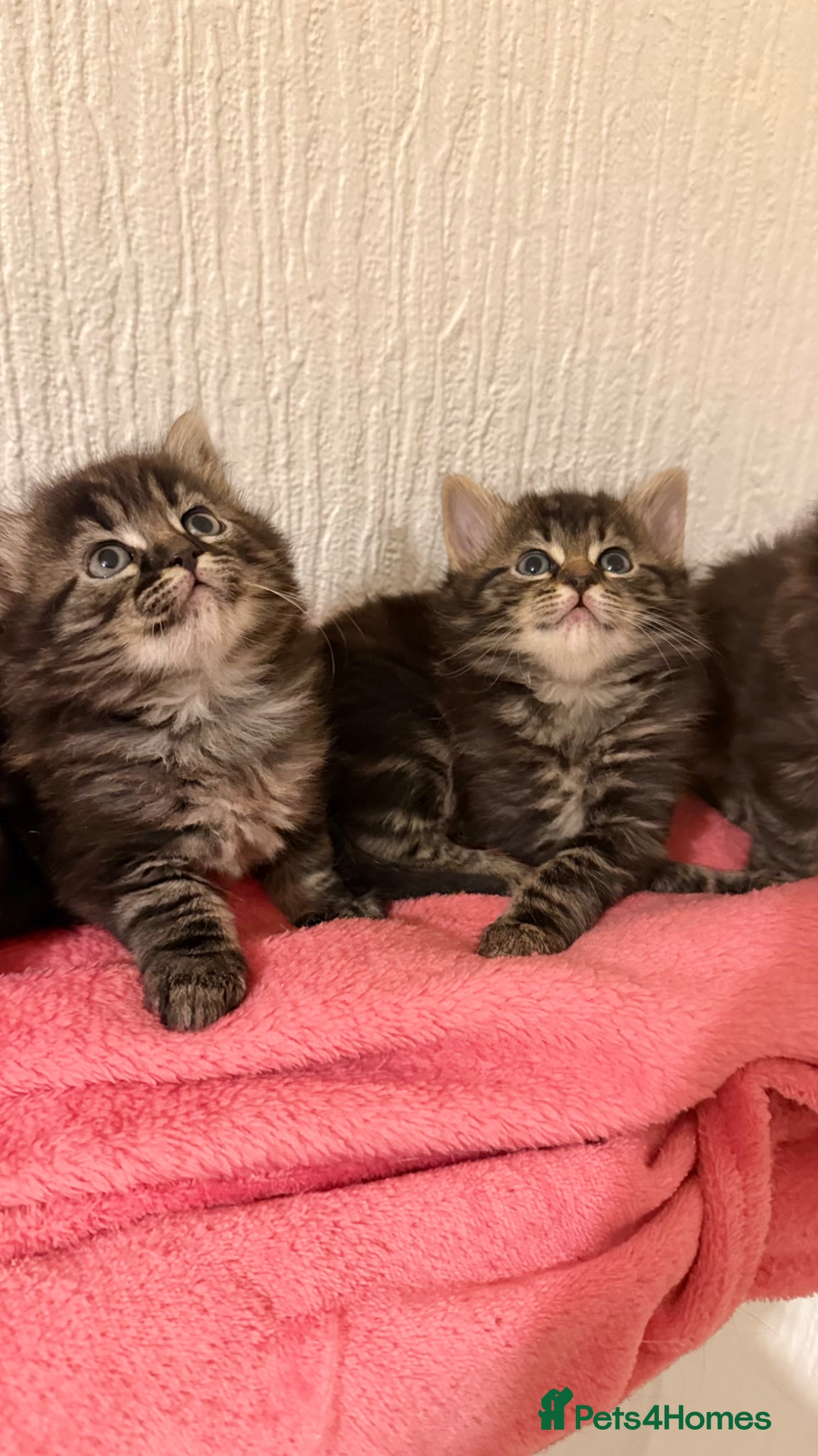 Mixed Breed cats Scottish fold cross ragdoll - Advert 1