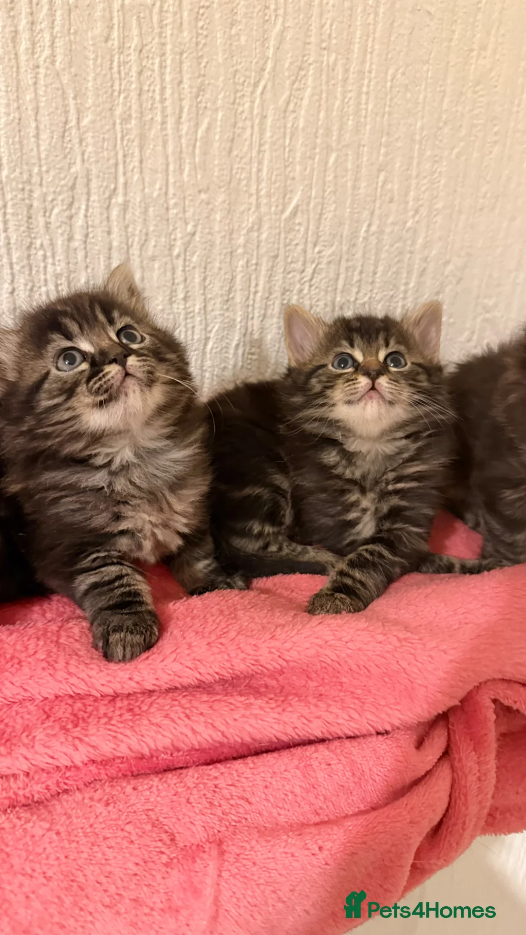 Mixed Breed cats for sale: Scottish fold cross ragdoll - Advert 1