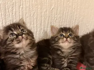 Mixed Breed cats Scottish fold cross ragdoll - Advert 1