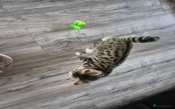 Bengal cats for sale: URGENR KITTEN FOR SALE - Image 4