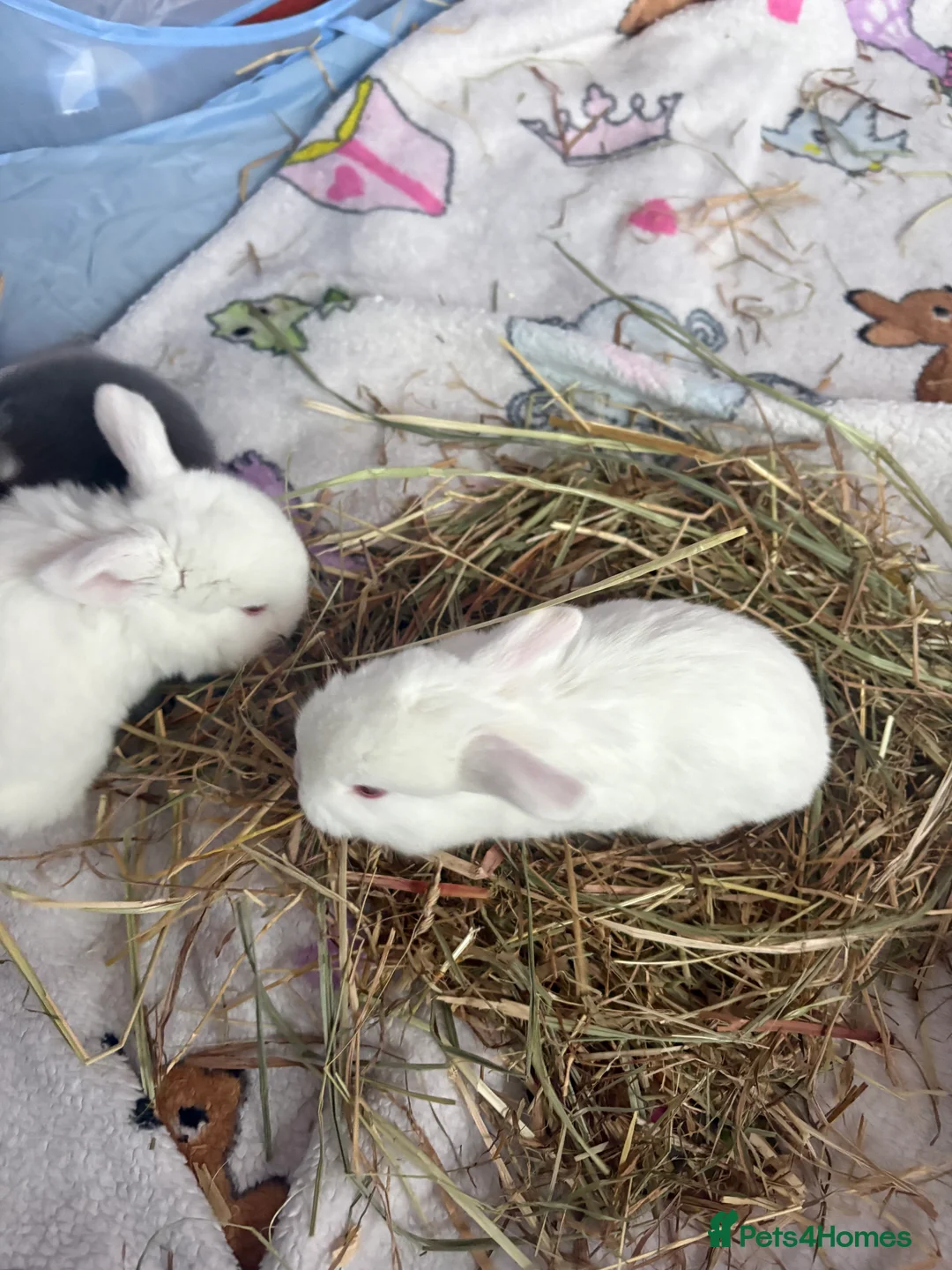 Mixed Breed rabbits for sale: 4 baby rabbits  - Advert 2