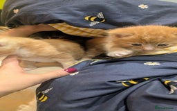 Maine Coon cats for sale: Main coon cross with British short hair - Image 9