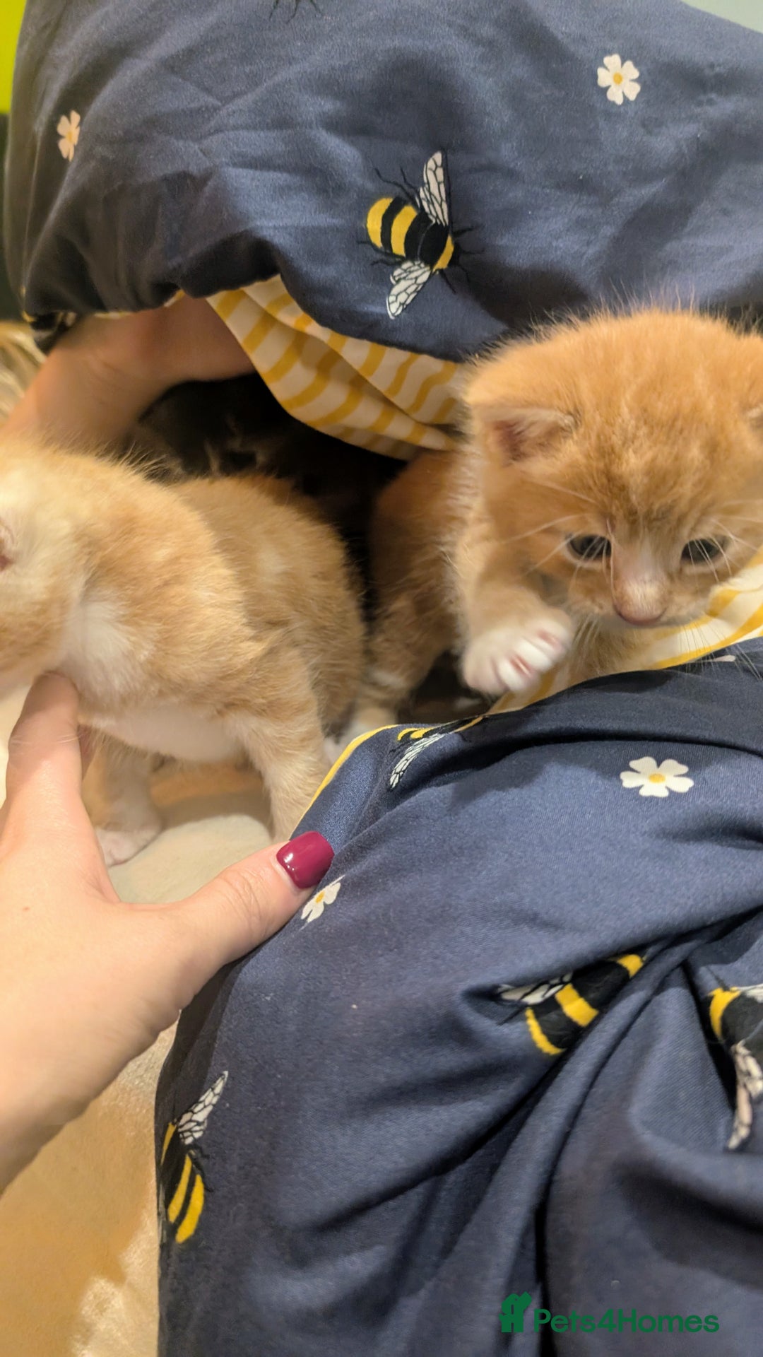 Maine Coon cats for sale: Main coon cross with British short hair - Image 9