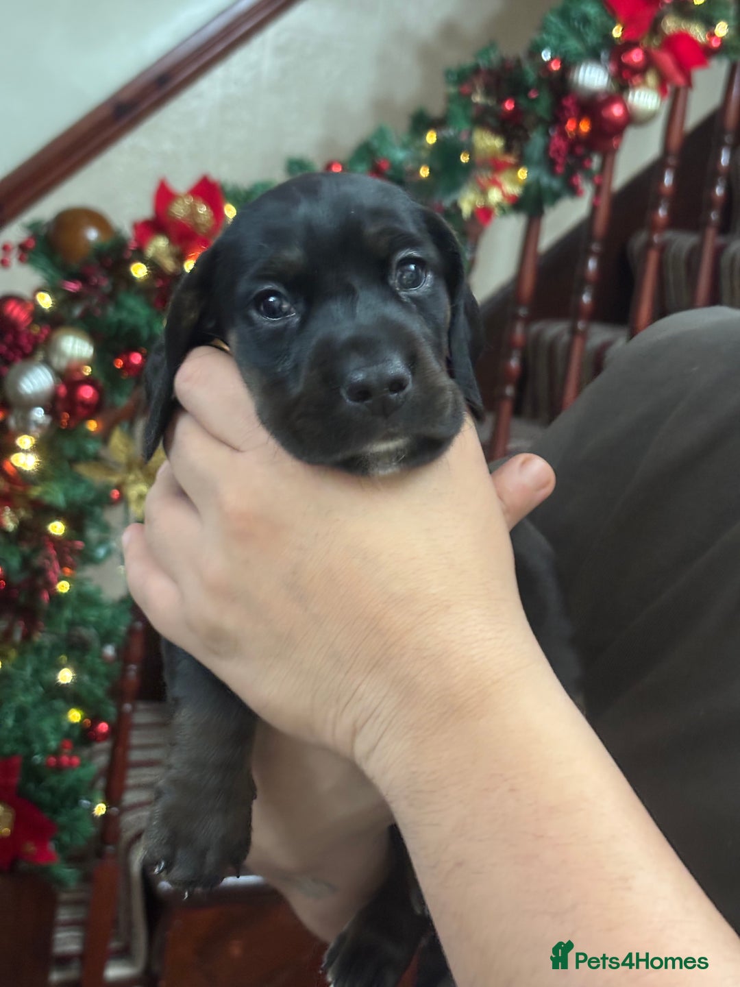 Mixed Breed dogs for sale: Miniature dachshunds puppies - Advert 13