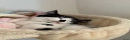 Mixed Breed cats for sale: 2 beautiful kitten ready to leave!  in Huntingdon - Advert 4