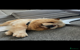 Chow Chow dogs for stud: Cream chow chow Stud  - Image 2