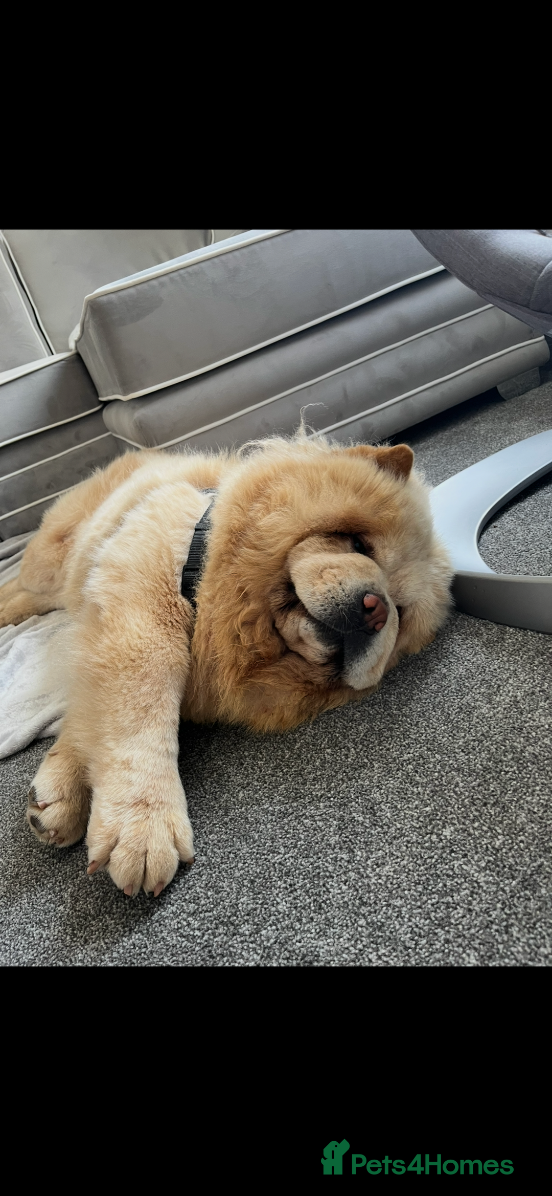 Chow Chow dogs for stud: Cream chow chow Stud  - Image 2