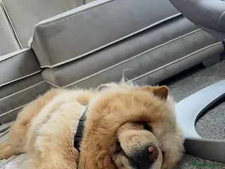 Chow Chow dogs Cream chow chow Stud in Chelmsford - Advert 6