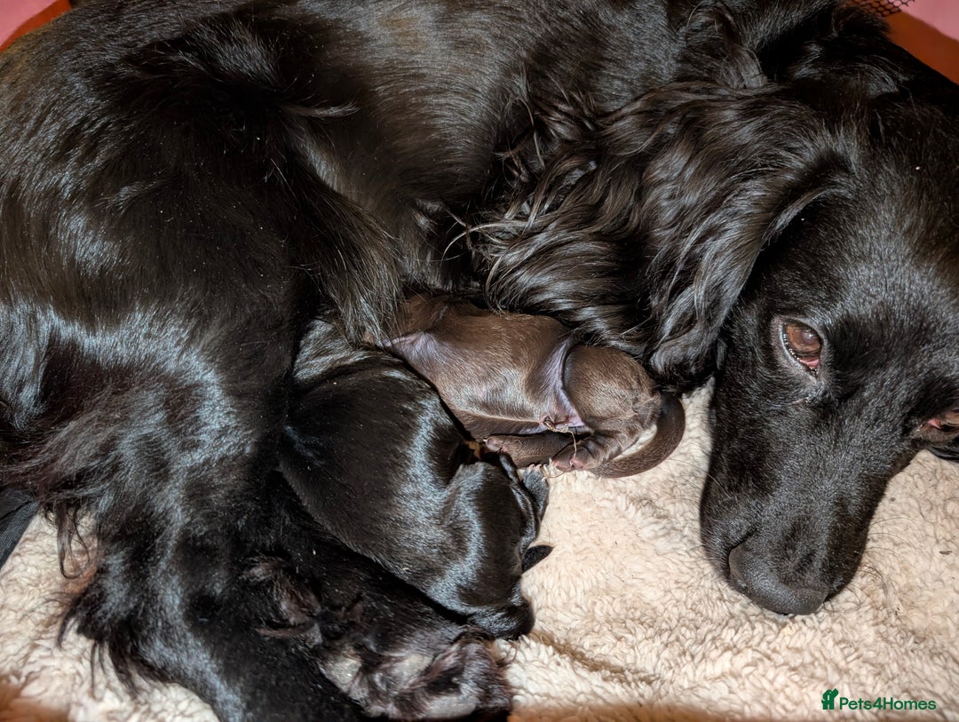Cocker Spaniel dogs for sale: Working Cocker female puppies  - Advert 3
