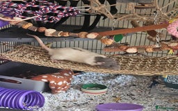 Rat rodents for sale: Rats  - Image 22