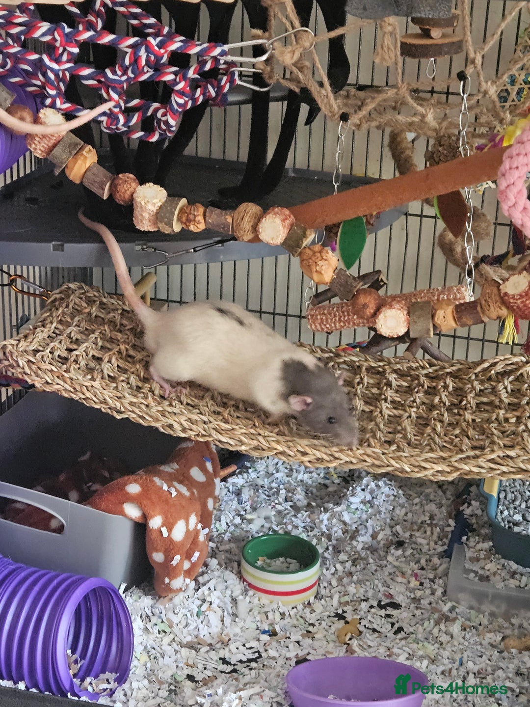 Rat rodents for sale: Rats  - Image 22
