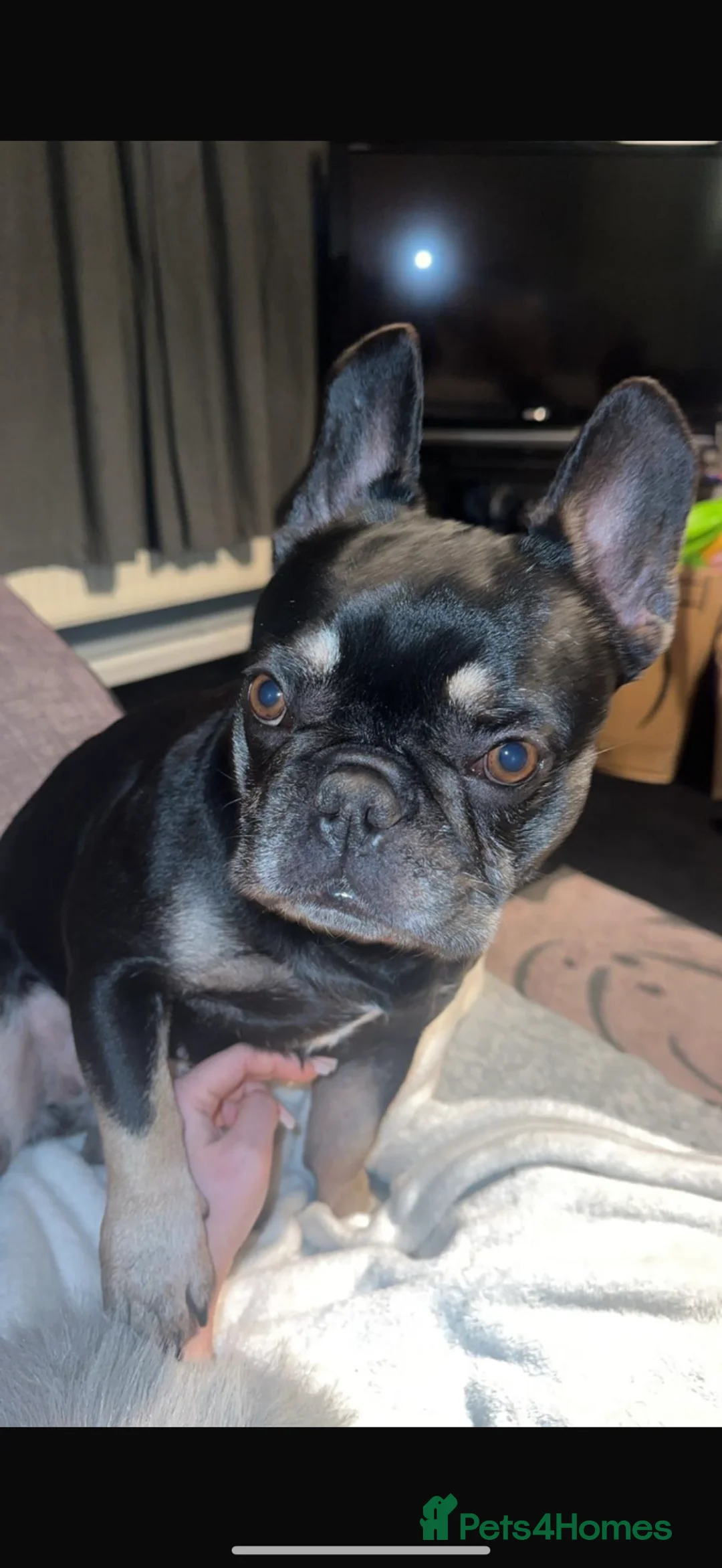 French Bulldog dogs for sale: (FREE)Female French bulldog, 7 years old. - Advert 4
