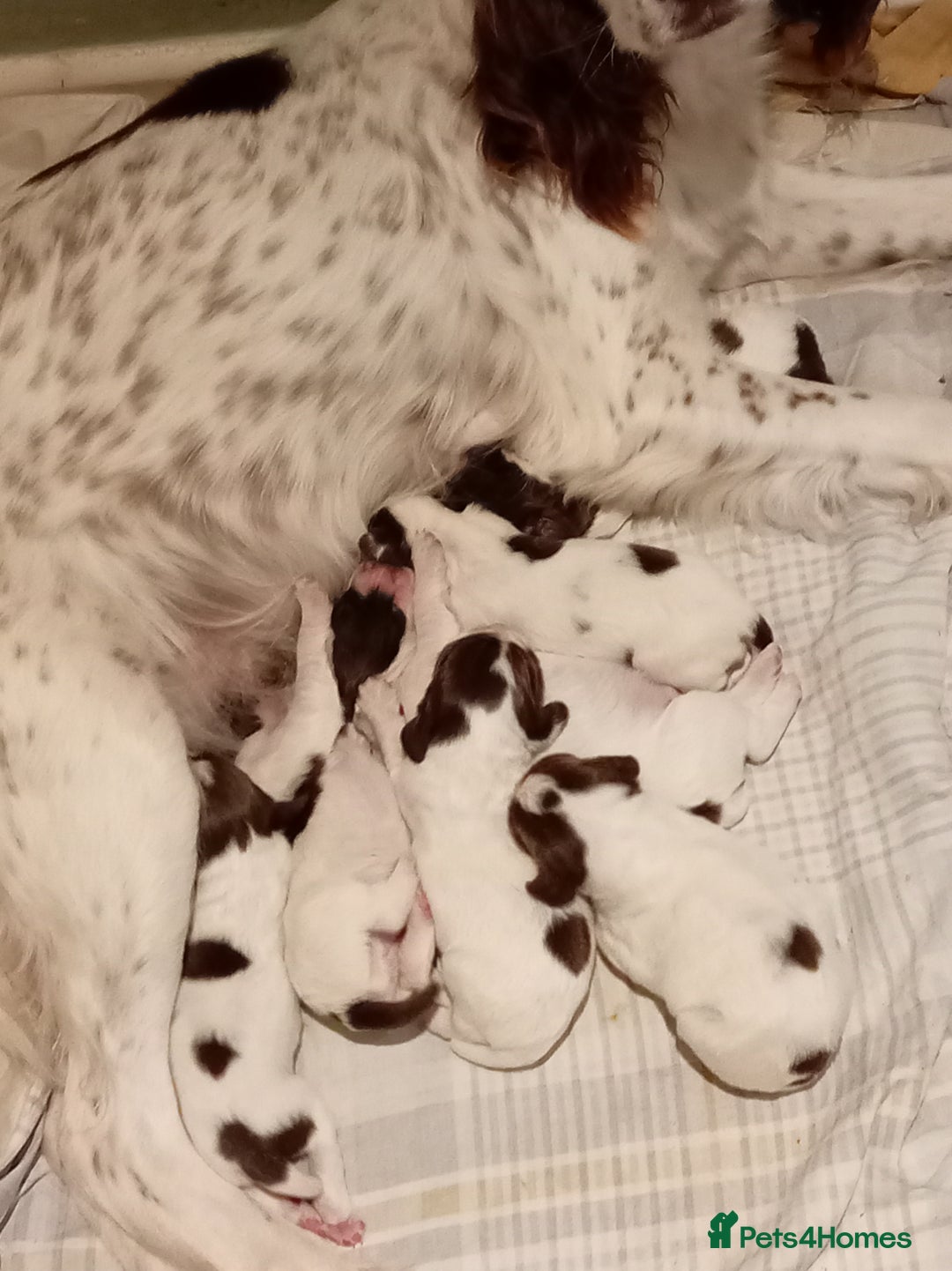 English Springer Spaniel dogs for sale: KC Reg English Springer Spaniels - 2 girls left - Advert 9