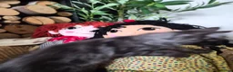 Maine Coon cats for sale: XXL Russian Mainecoon Kittens! 2 left now ready go - Advert 14