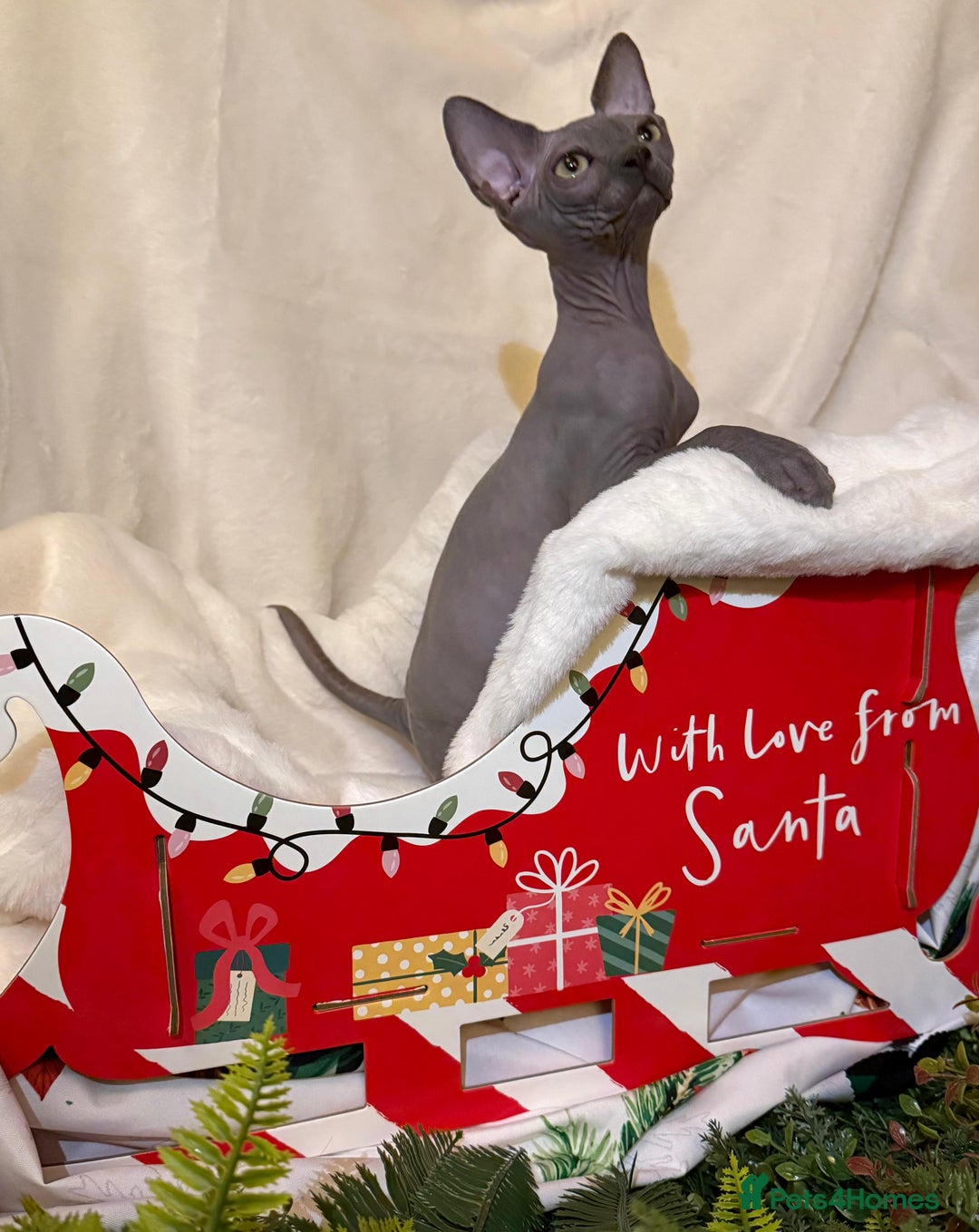 Sphynx cats for sale: EmaidacanadianSphinx - Advert 7