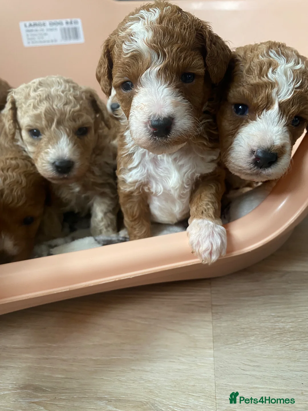Cavapoochon dogs for sale: Cavapoochon puppies  - Advert 1