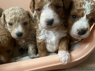 Cavapoochon dogs Cavapoochon puppies - Advert 6