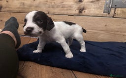 English Springer Spaniel dogs for sale: English working Springer Spaniel puppies for sale  - Image 19