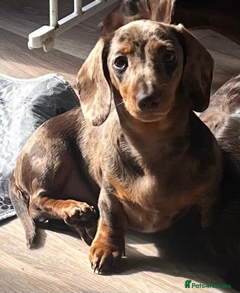 Miniature Dachshund dogs MINI DACHSHUNDS TRUE TO TYPE TWO GIRLS  - Advert 8