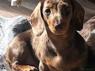 Miniature Dachshund dogs MINI DACHSHUNDS TRUE TO TYPE TWO GIRLS - Advert 8