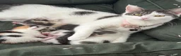 Domestic Shorthair cats for sale: Our beautiful litter of kittens  in Bideford - Advert 1
