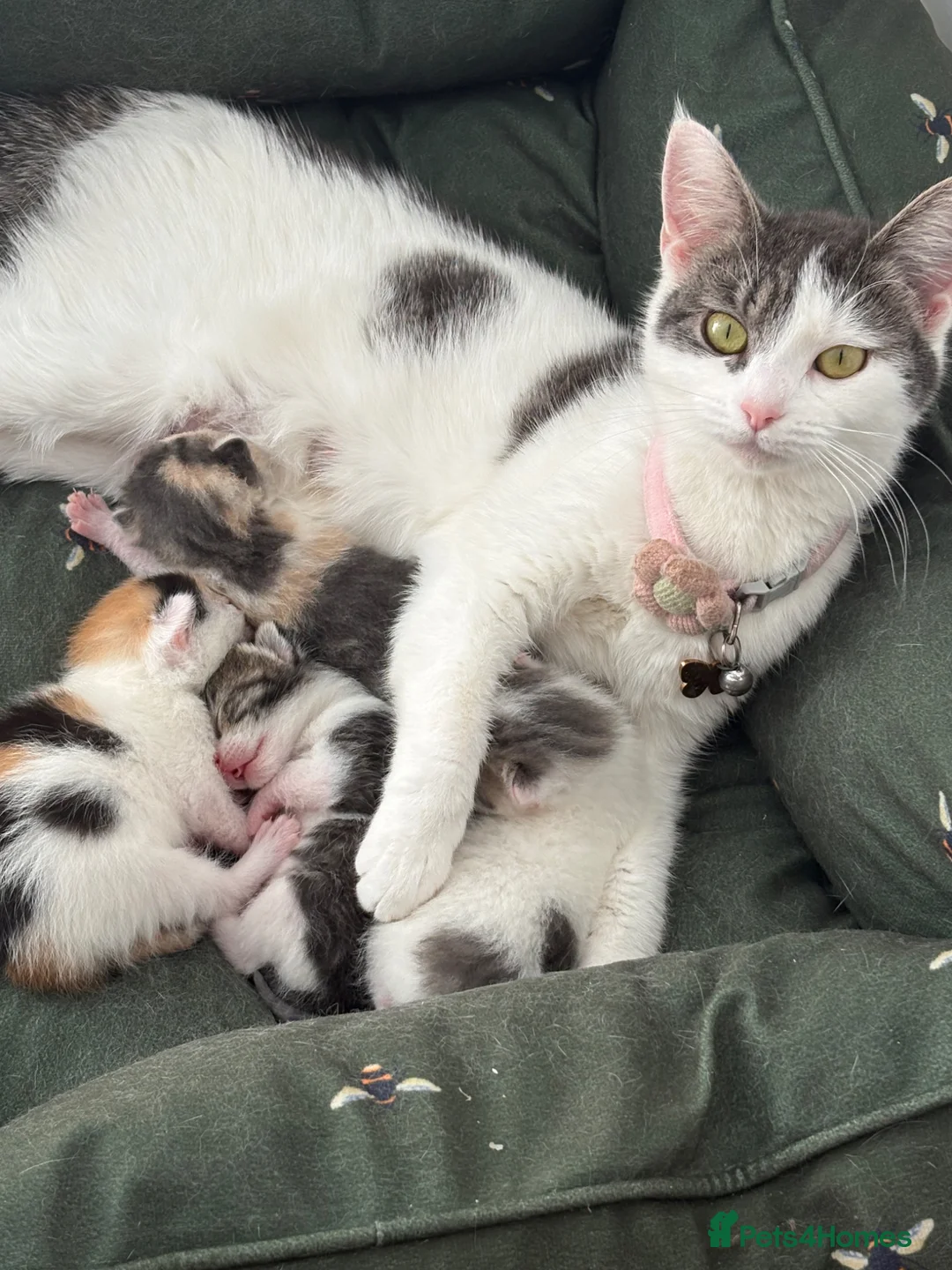 Domestic Shorthair cats for sale: Our beautiful litter of kittens  in Bideford - Advert 1