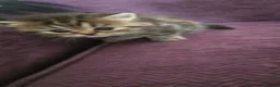 Exotic cats for sale: Persian/British Shorthaired cats - Advert 19