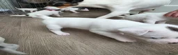 Jack Russell dogs for sale: Jack russell puppies in Newton Stewart - Advert 19