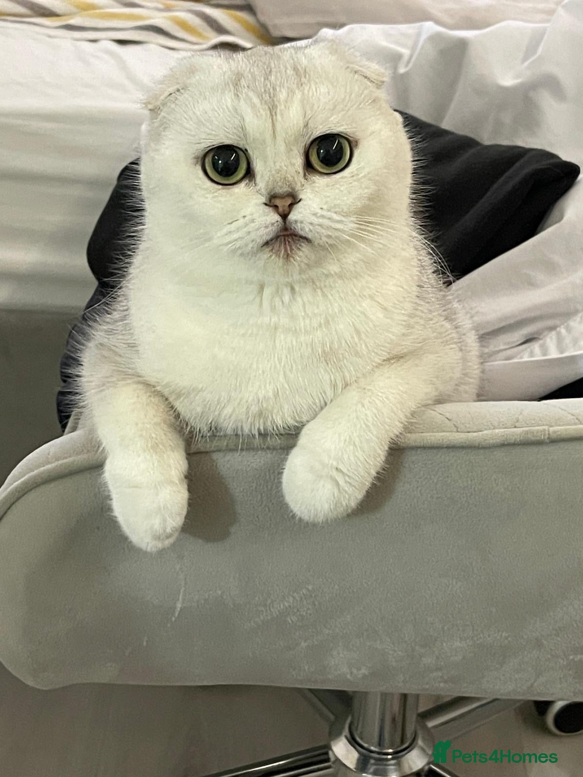Scottish Fold cats for sale: Adorable Friendly Scottish Folds/Straights !! - Advert 1