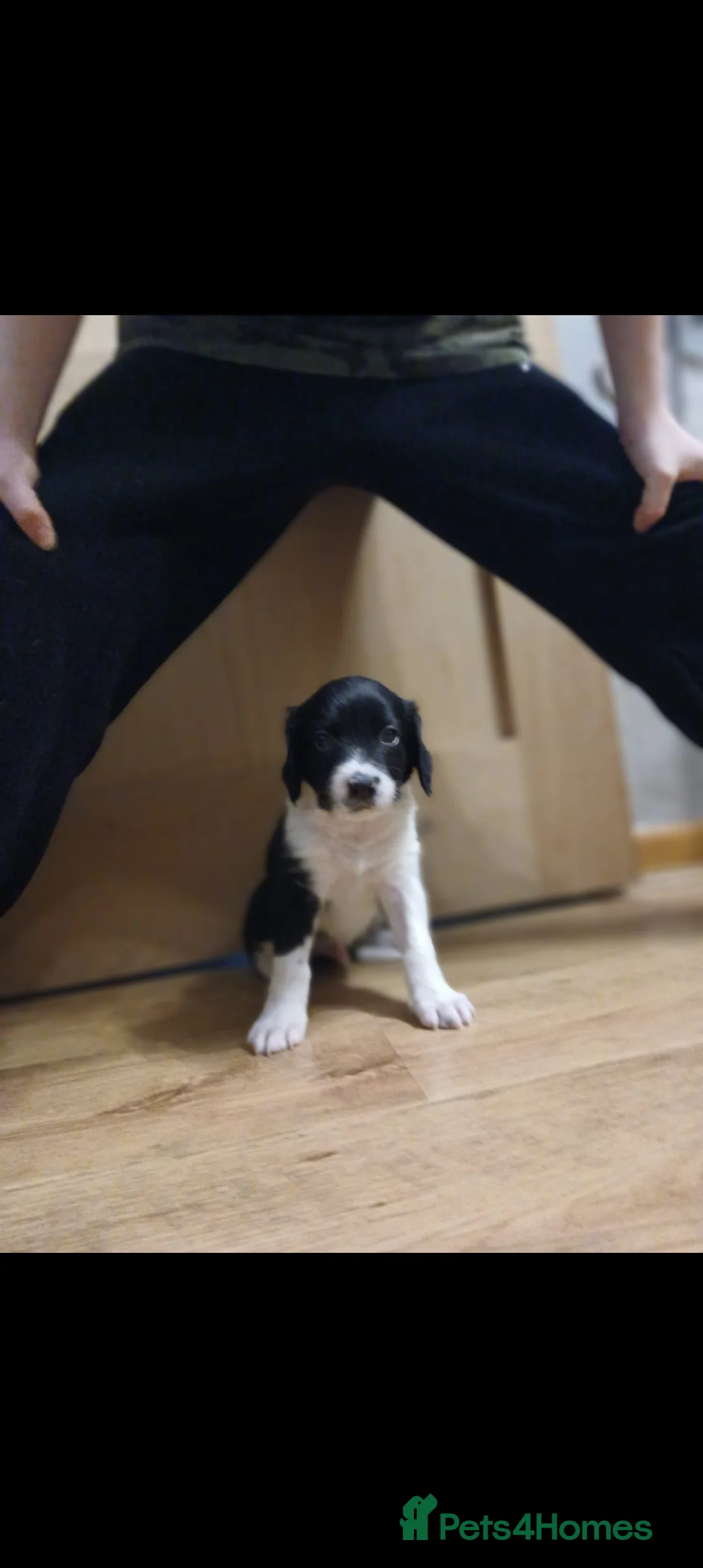 Mixed Breed dogs for sale: Beautiful Collie x Sprocker Puppies - Advert 2