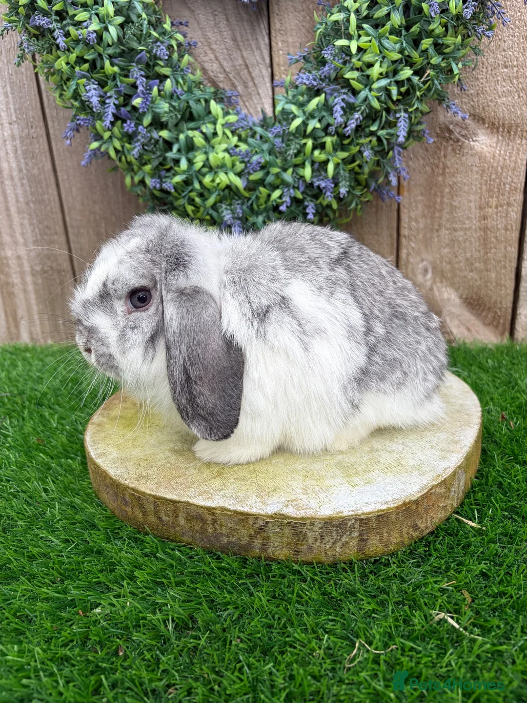 Mini Lop rabbits for sale: ⭐️ QUALITY FRIENDLY BABY MINI LOPS ⭐️ - Advert 20