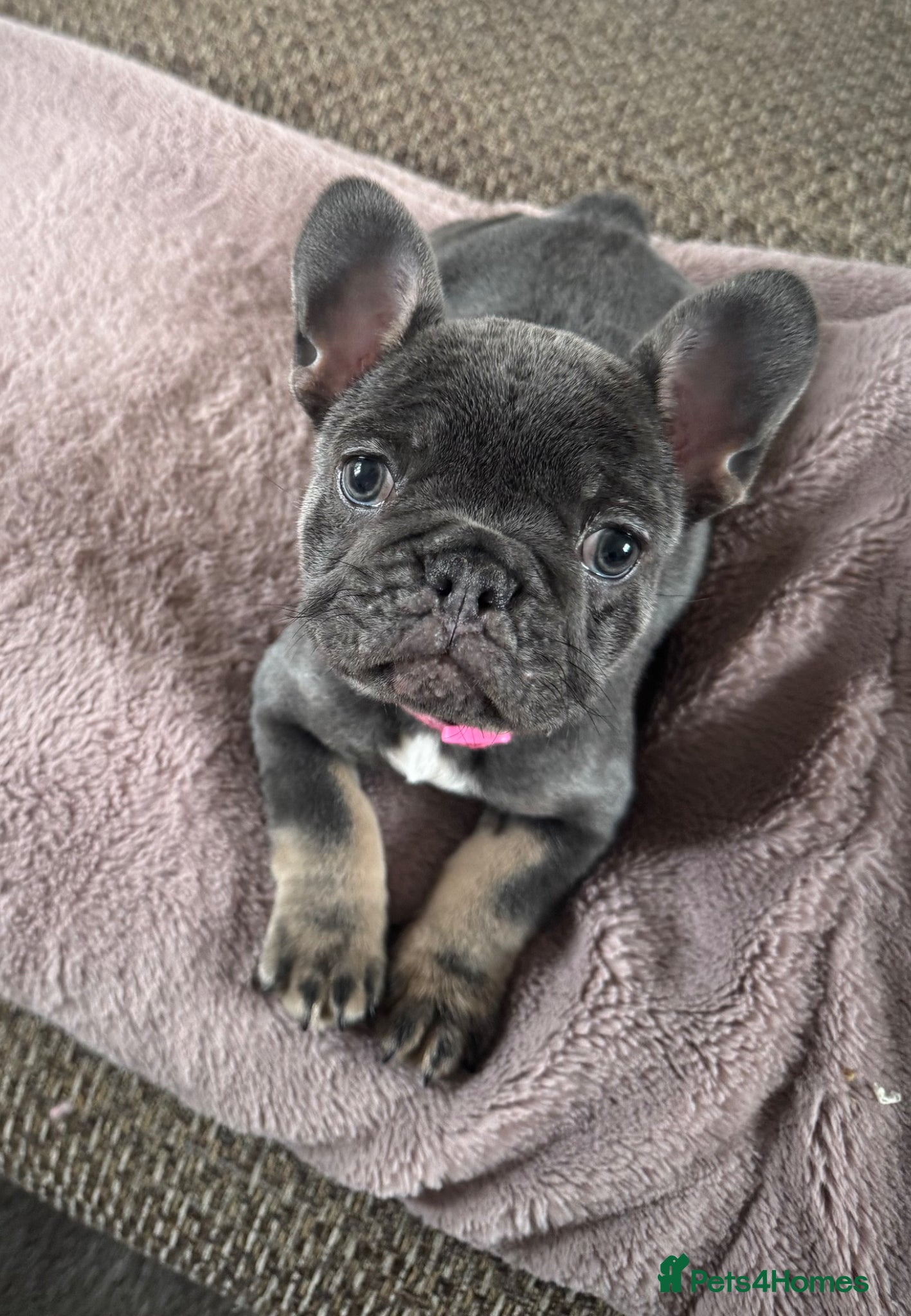 French Bulldog dogs Beautiful French Bulldog, last Little girl  - Advert 2