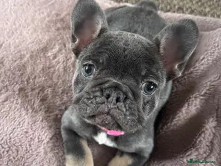 French Bulldog dogs Beautiful French Bulldog, last Little girl - Advert 2